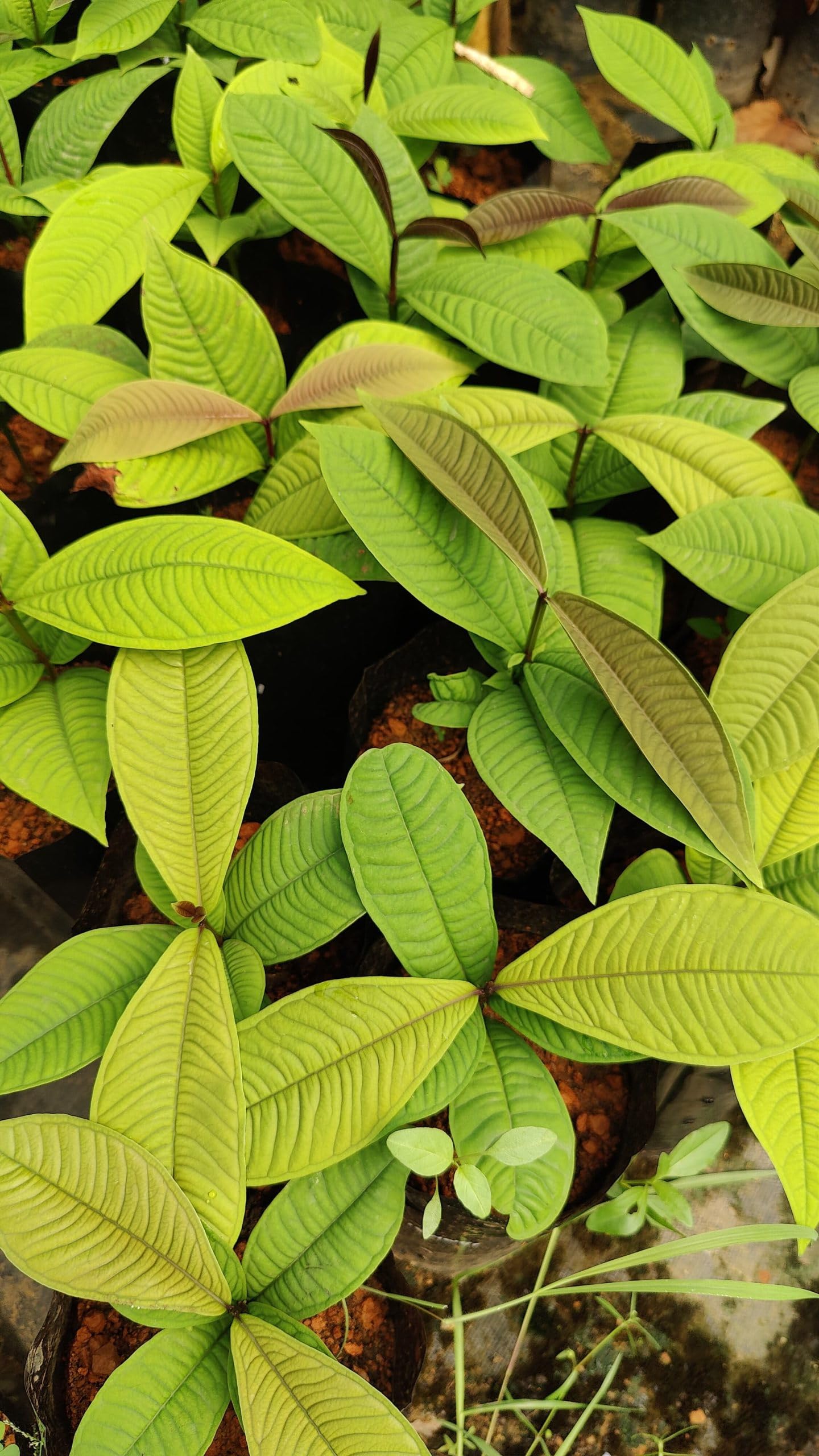 NATURE SENSE Syzygium jiewhoei Plant : Amazon.in: Garden & Outdoors